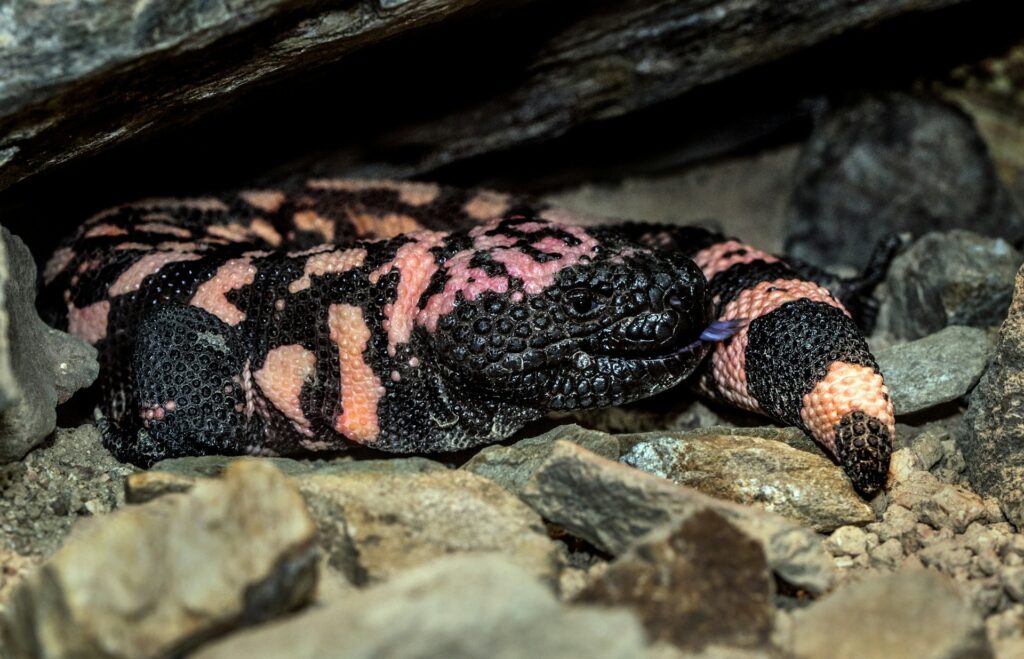 jašterica Gila monster